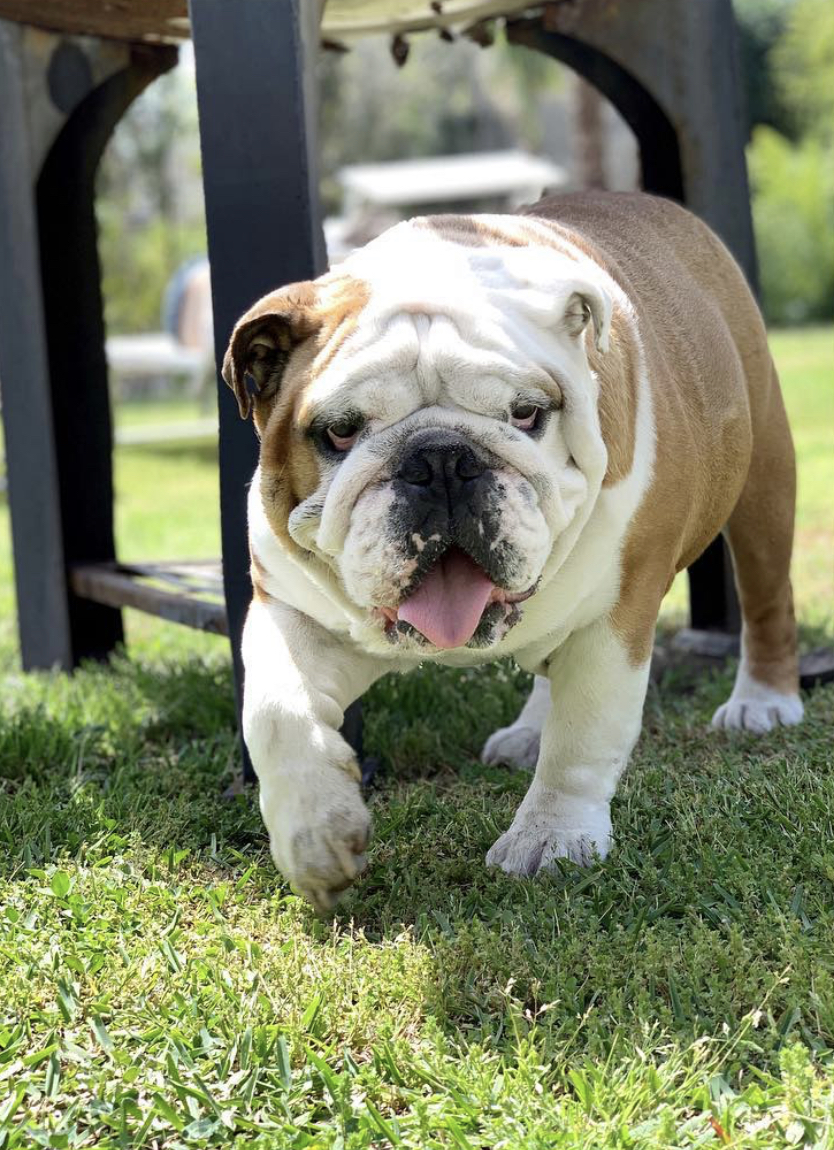 A bulldog dog standing on grass.