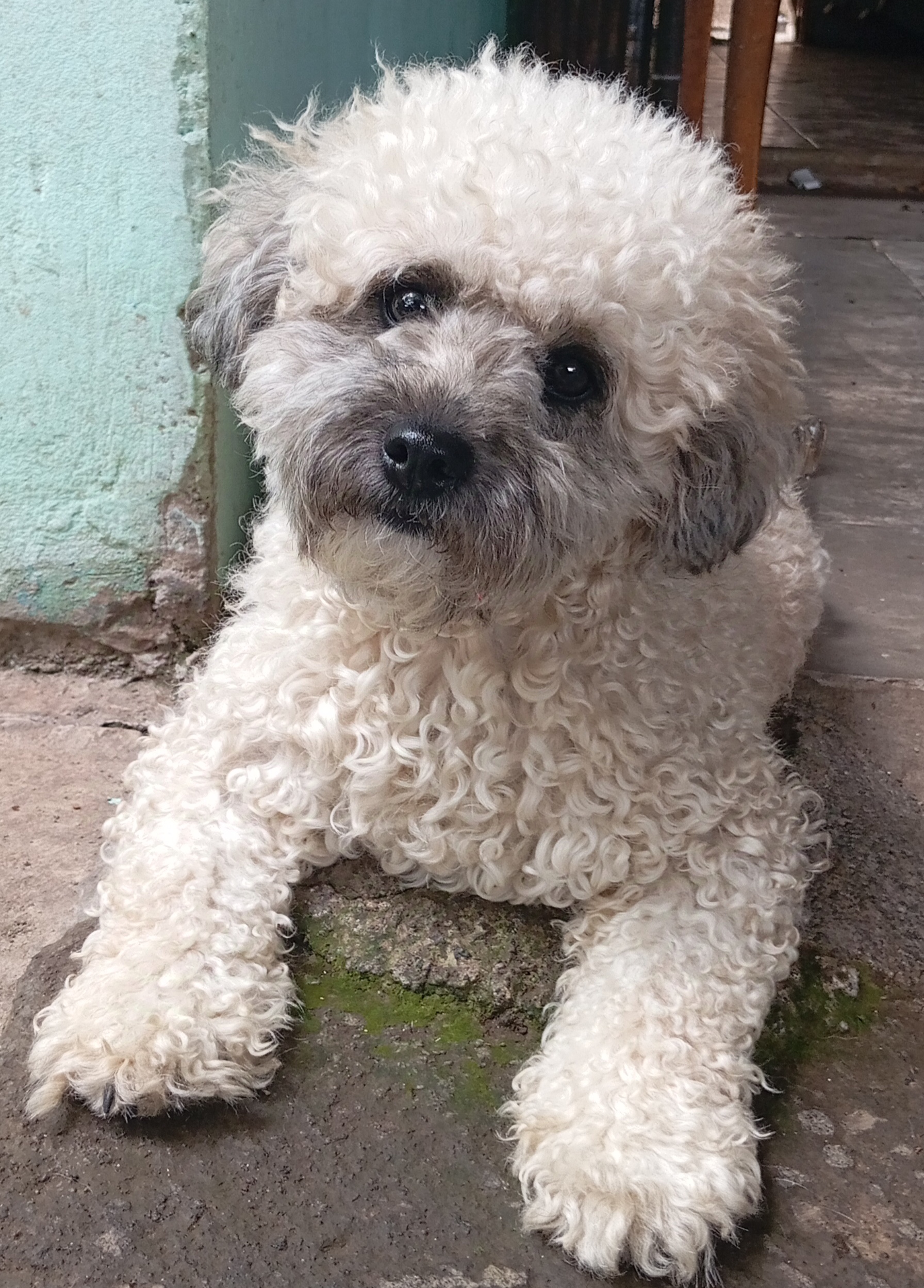A poodle dog sitting on concrete.