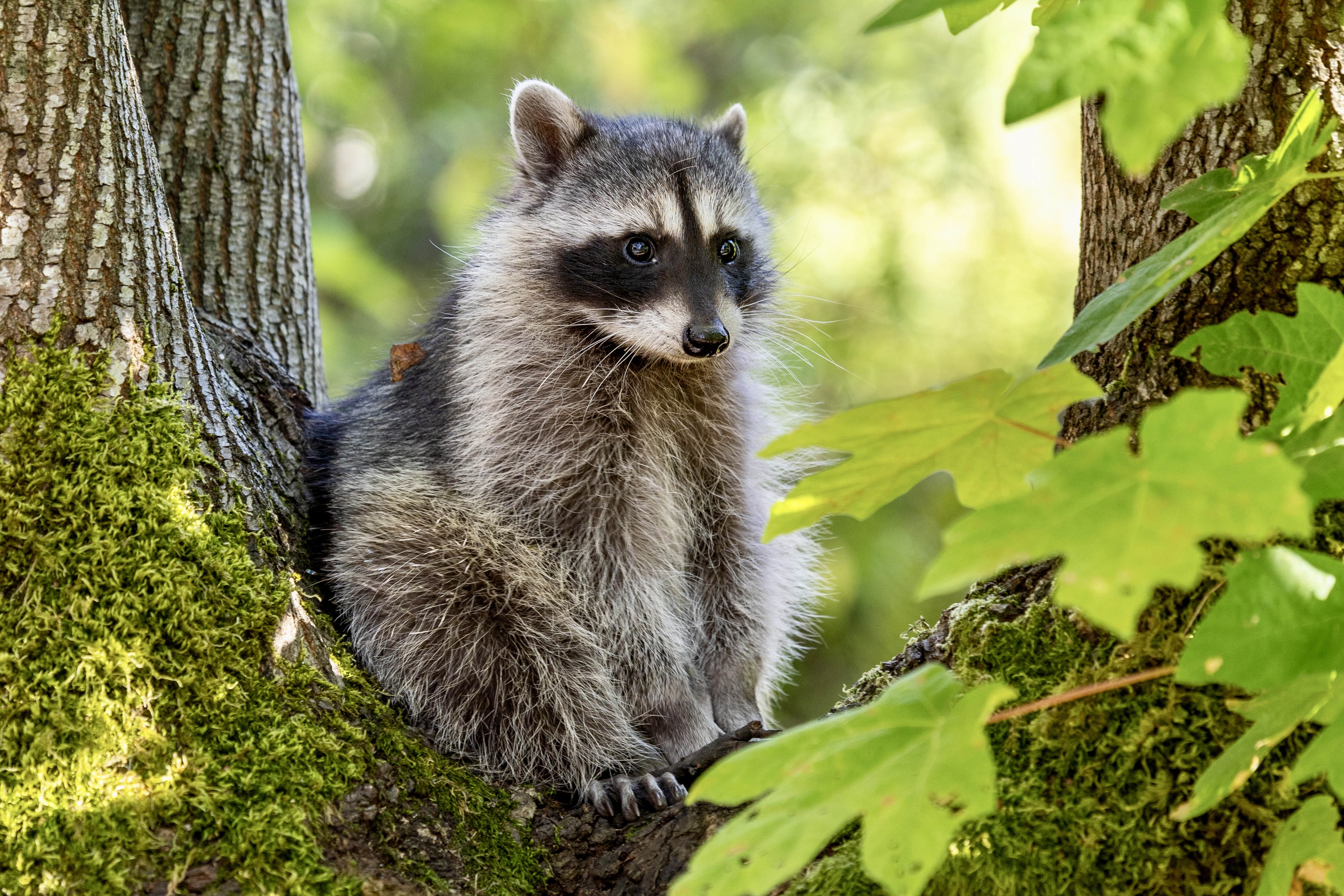 Third Rodents Chomper