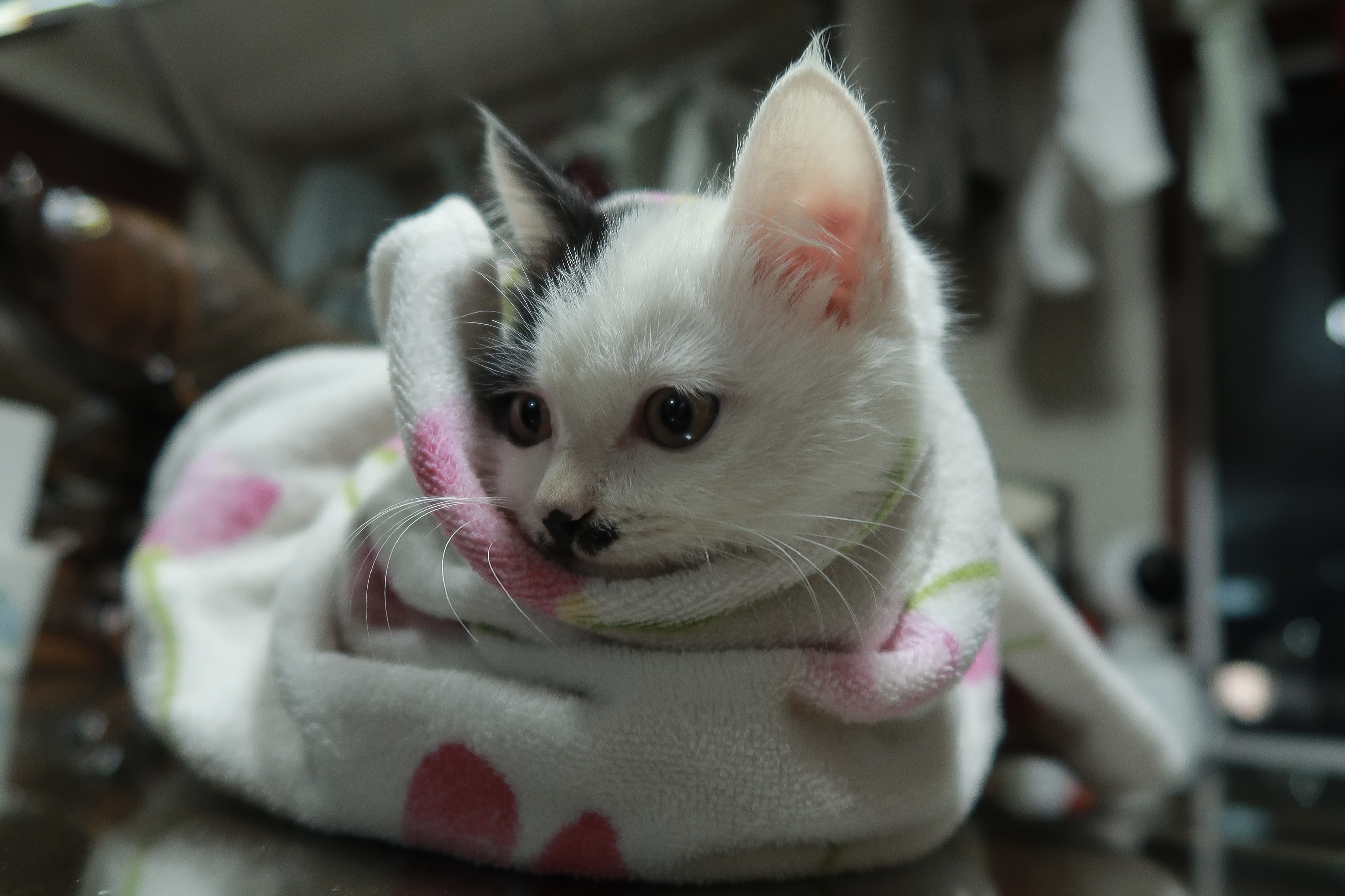 Second cat Milky