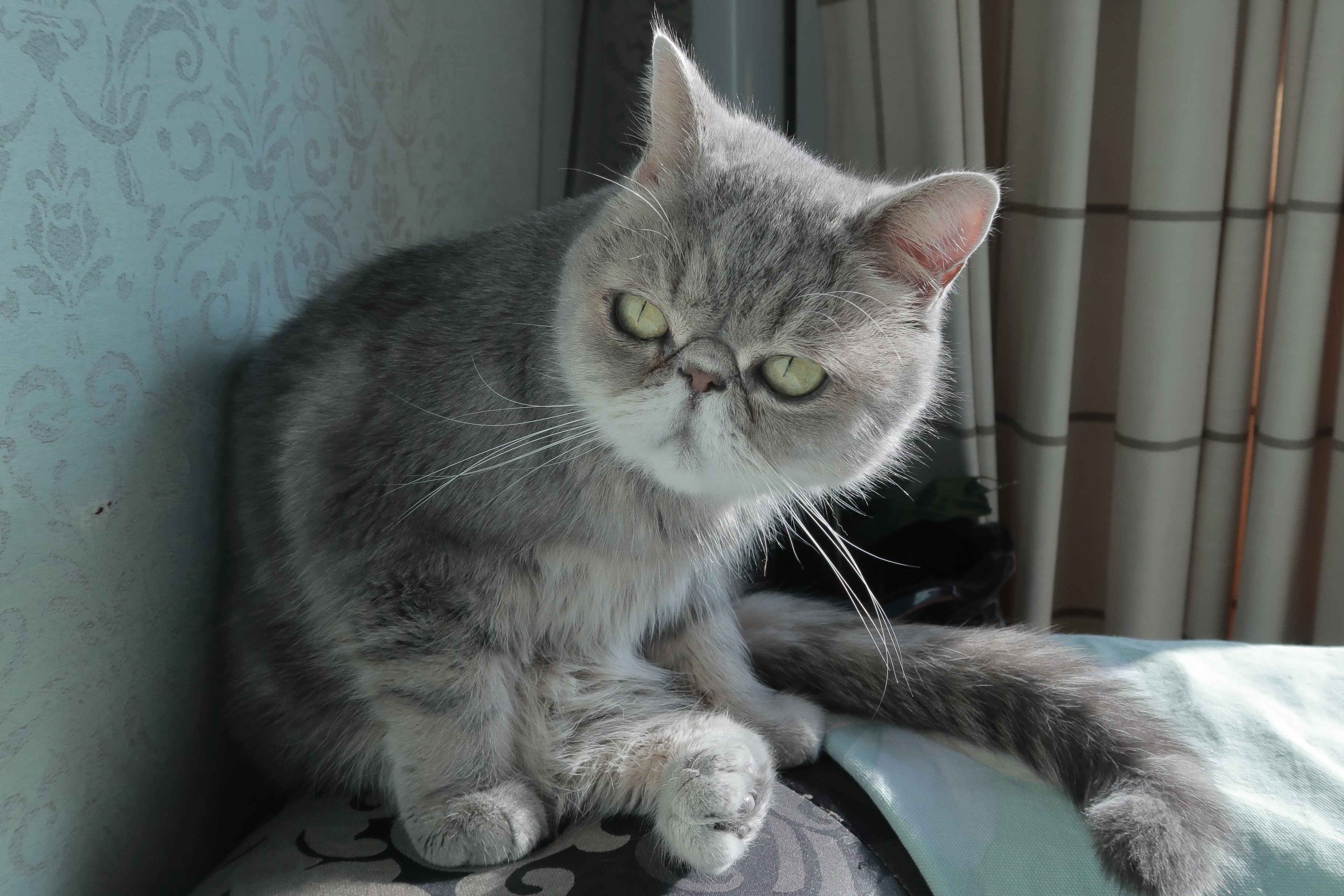 View Xiaohuihui adoption profile